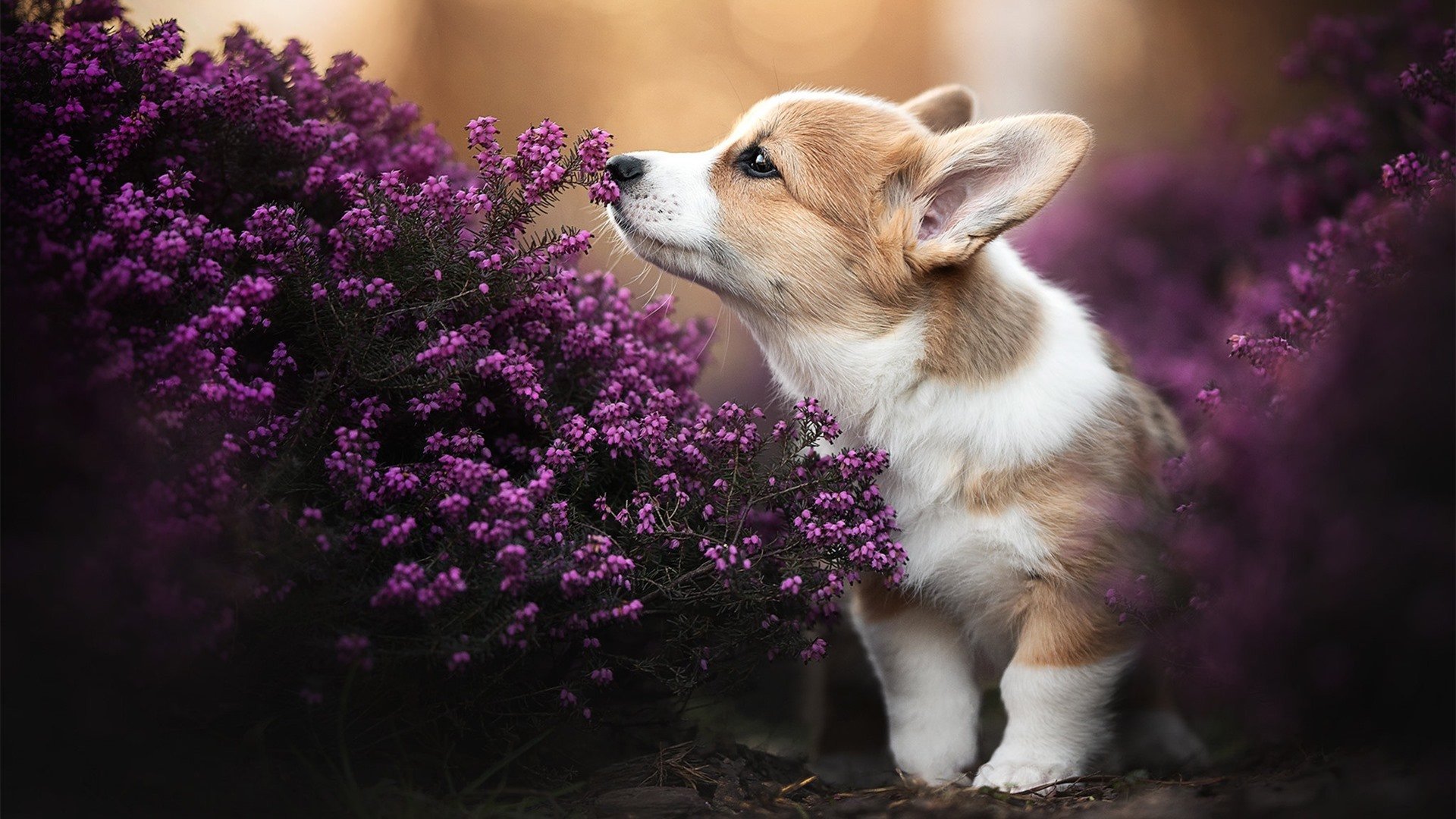 玻利维亚血拼里昂，努涅斯成为胜负手，南美新星闪耀法甲